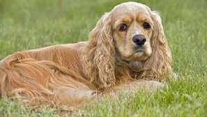 Американски кокер спаниел: порода описание, грижа, храна